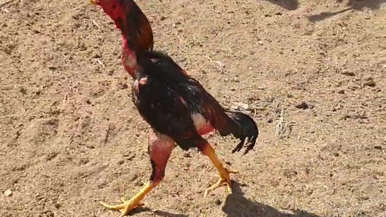 Fighting cock 🐓, Asian champion #2