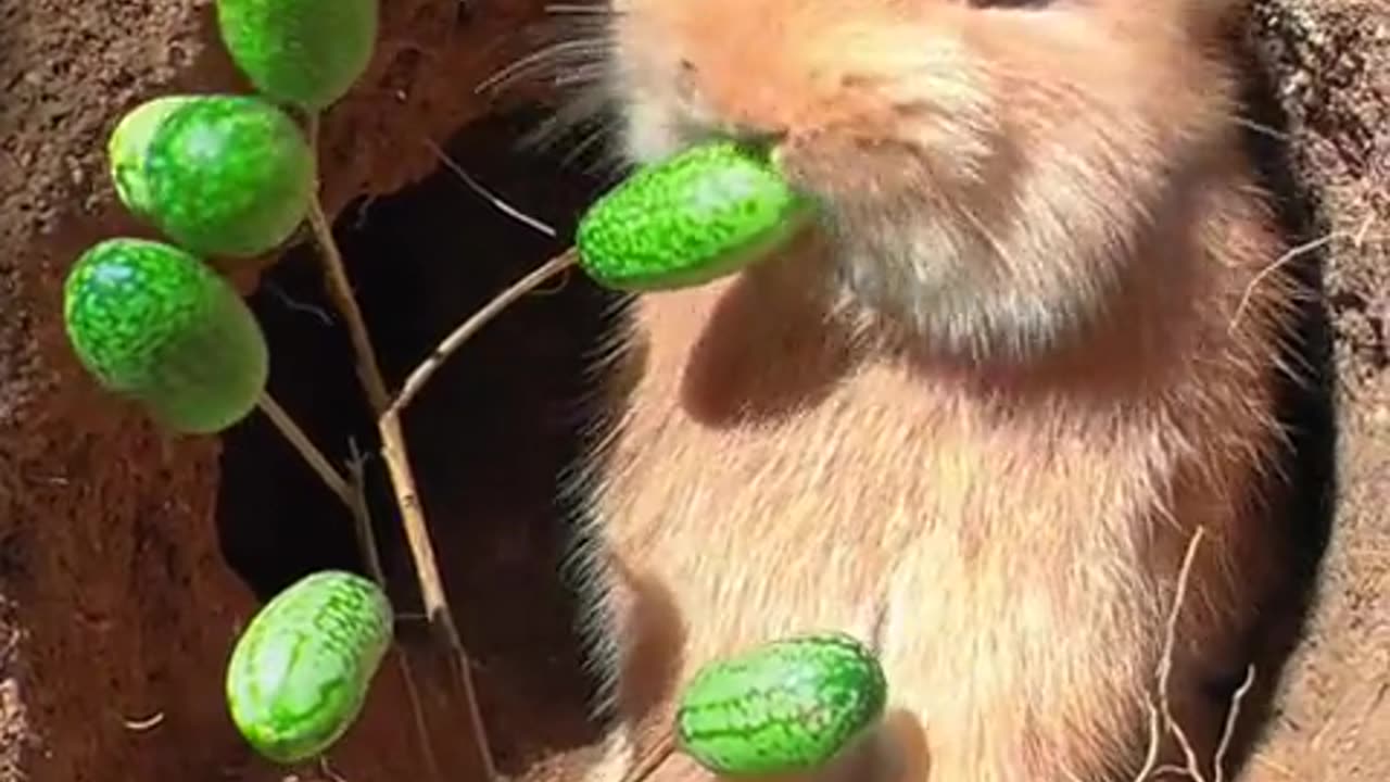 I can eat several pieces of watermelon in one bite.