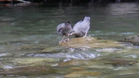 American Dippers