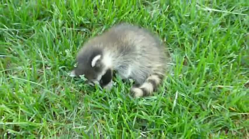 A baby raccoon decided to a nap in my backyard