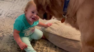Cooper the Golden Gently Meets 1-Year-Old Niece