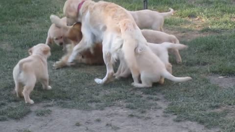 Golden Retriever Puppies Swarm Mama and Papa