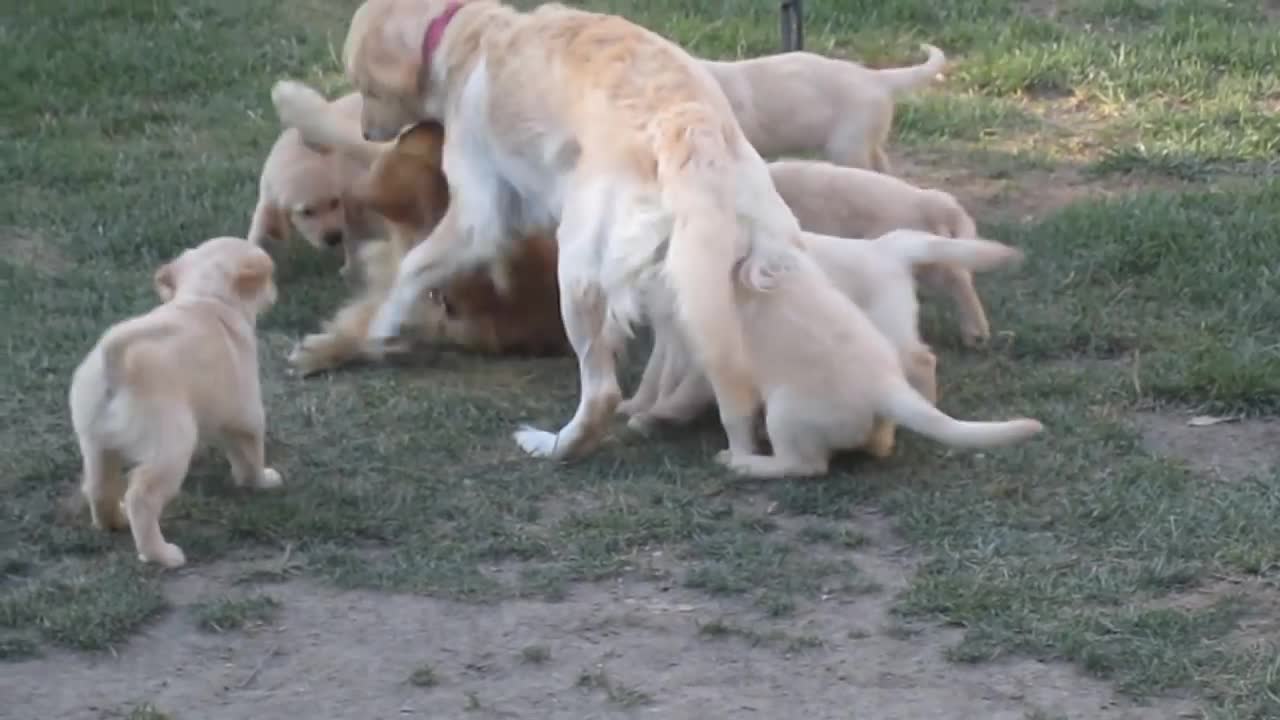 Golden Retriever Puppies Swarm Mama and Papa