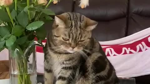 😻 cat chewing on Roses 😚