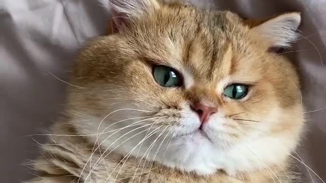 Collection of funny cats