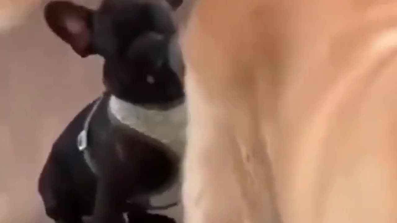 What A Animals - (1)
