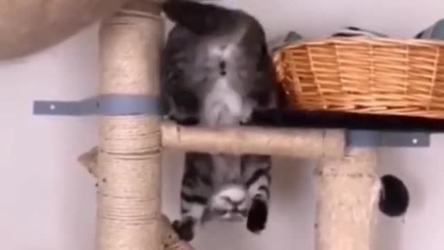 wee funny pets video cat and dogs