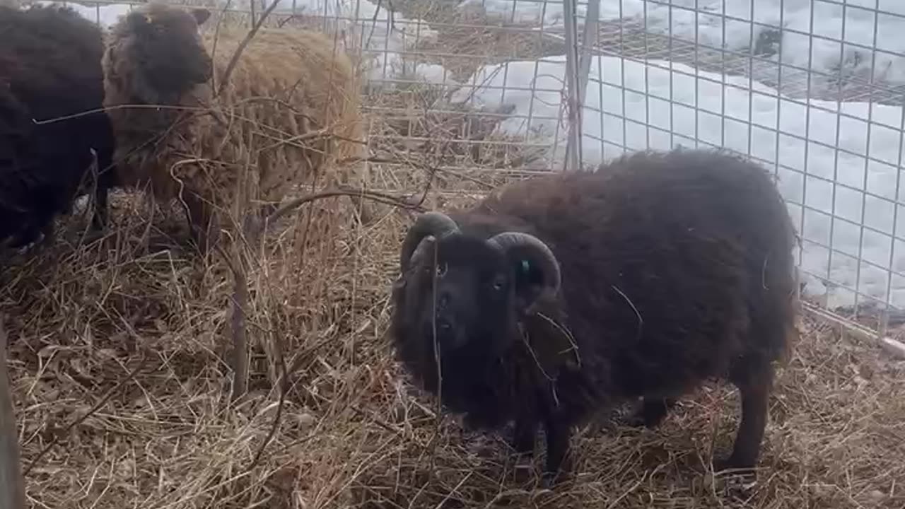 Sheep see pasture!