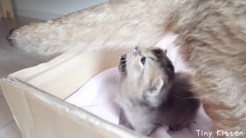 Don't get out of the box yet