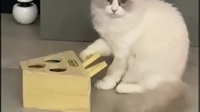 some animals use their tails as fly swatters