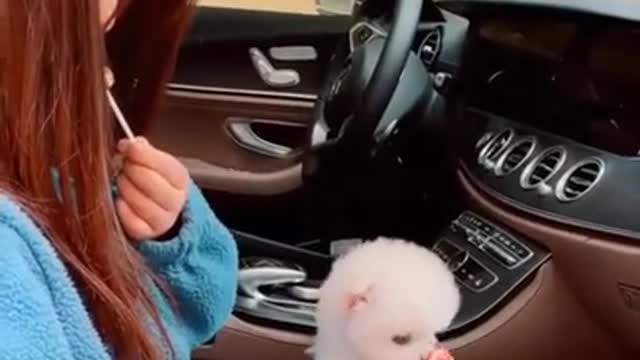 Cute and Mini Pomeranian Eats Candy # Smart Dog # Lovely Pet #shorts