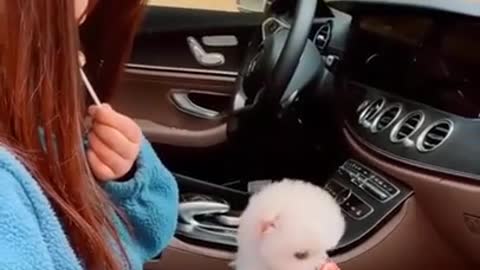 Cute and Mini Pomeranian Eats Candy # Smart Dog # Lovely Pet #shorts