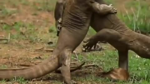 Wildlife in closer view with a natural perspective.