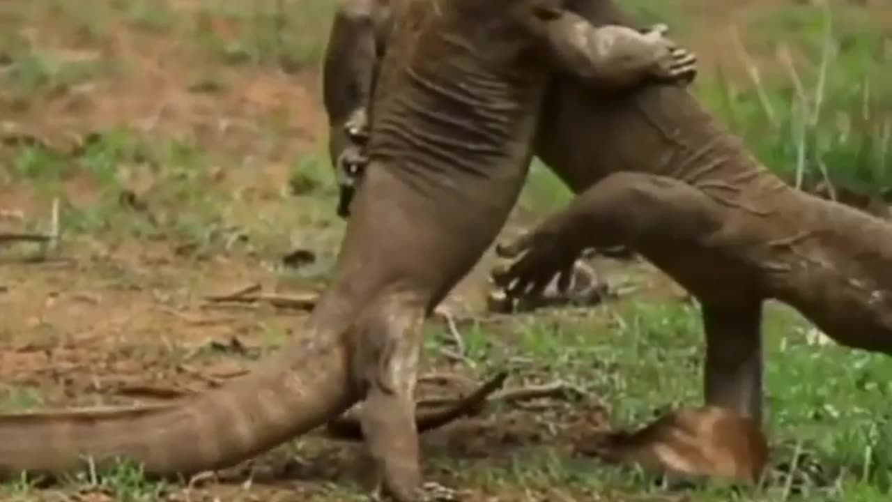 Wildlife in closer view with a natural perspective.