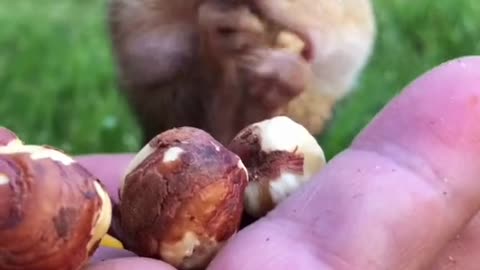 fluffy squirrel stuffs its mouth with nuts