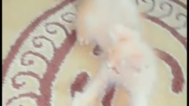 Cute Kitten Playing