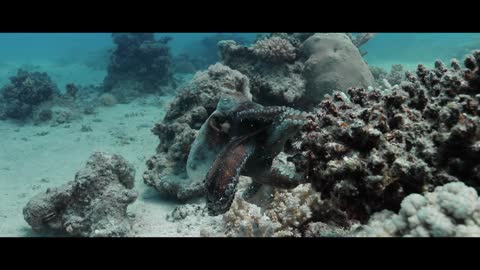 Diving THE RED SEA Egypt Underwater Video 4K_1080p