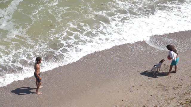 Beautiful dog Playing at Beach