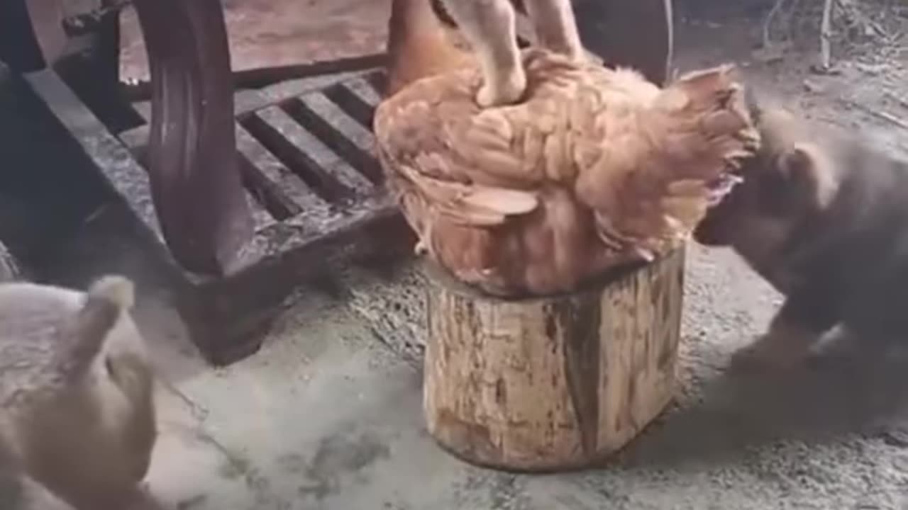 try not to laugh 😂😂😂