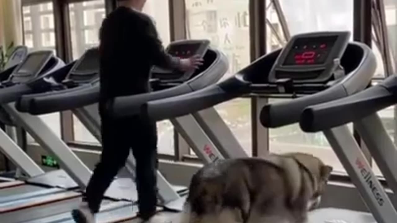 BEAUTIFUL AND FUNNY 🤣🤣 HUSKY DOING CARDIO