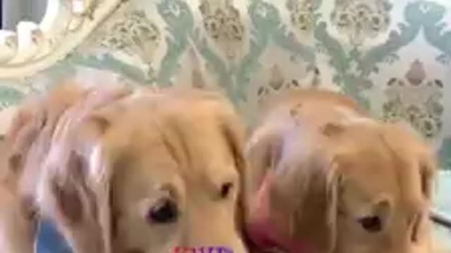 Funny smart dogs