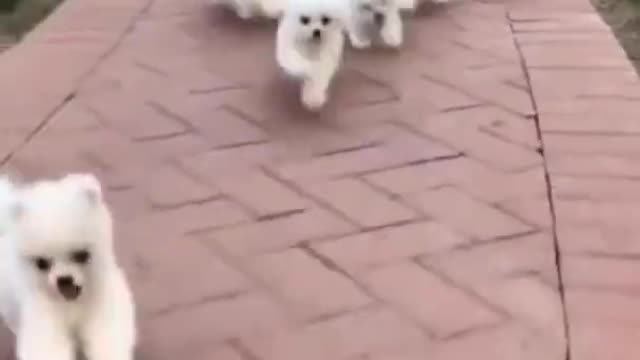 cute child dog goes her Owner