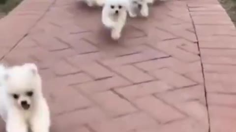 cute child dog goes her Owner