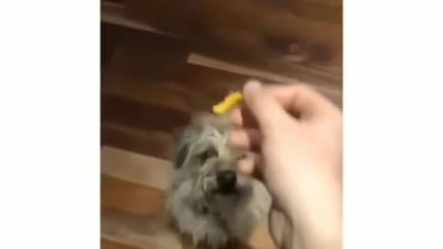 A dog's daily routine