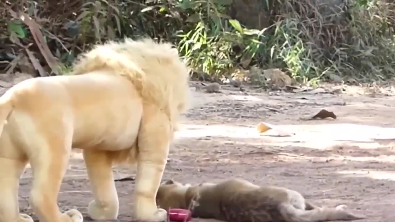 Troll Prank Dog Funny & fake Lion and Fake Tiger Prank To dog & Huge Box Prank to dog