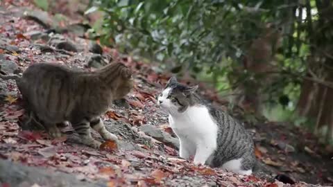 Aggression Between Cats in FOREST