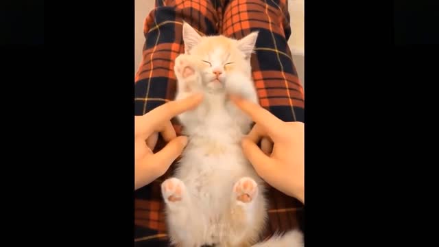 Adorable Pets You'll Just Fall In Love With! Funny Pet Videos💗