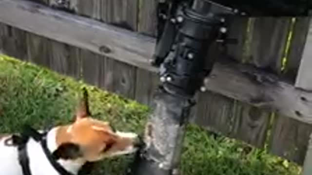 Jack Russell plays with an outboard engine