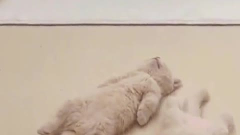 Funny Animals Series 750