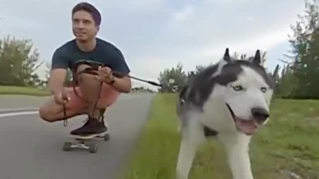 Dog Fun video
