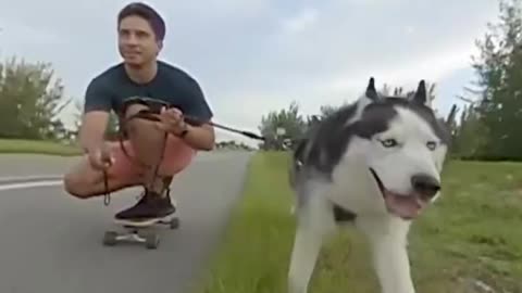 Dog Fun video