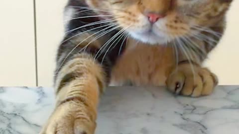 Funny cats video | Cute cat video | Cat funny moments