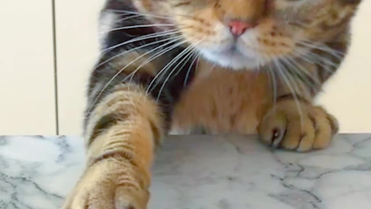 Funny cats video | Cute cat video | Cat funny moments