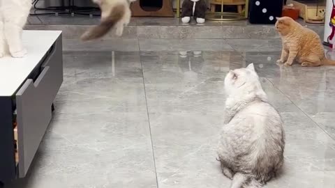 Cats funny video