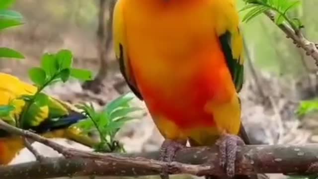 Beautifull Parrots