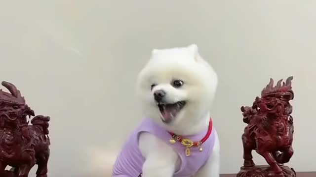 Cute anda funny pets/try to lamgh tô these pets complication #7 cutest lands