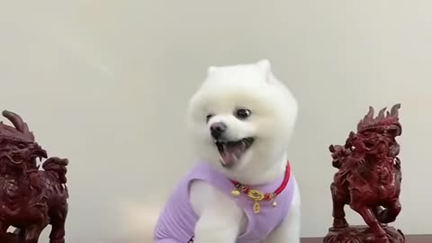 Cute anda funny pets/try to lamgh tô these pets complication #7 cutest lands