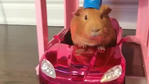 Trio of guinea pigs enjoy fun play date