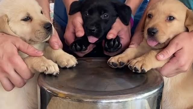 Do you want to bathe my cute puppy, #pets #petlover #dog#doglover #cutebaby #cute #animals #shorts