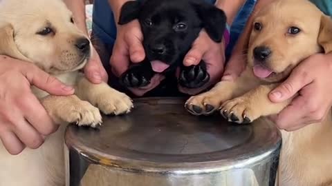Do you want to bathe my cute puppy, #pets #petlover #dog#doglover #cutebaby #cute #animals #shorts