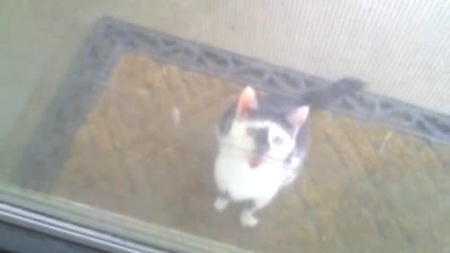 Cat locked outside