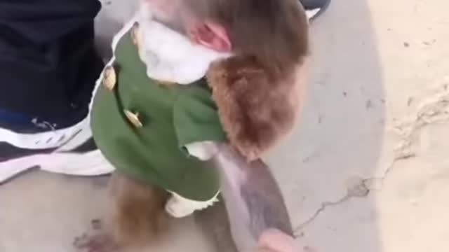 Cute❤️Baby monkey🐒crying video | Dear Animal