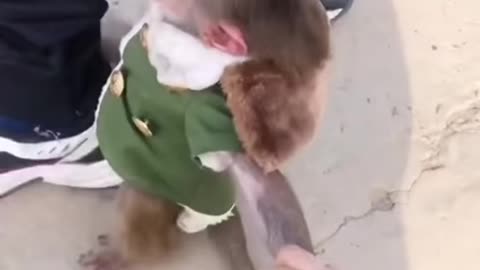 Cute❤️Baby monkey🐒crying video | Dear Animal