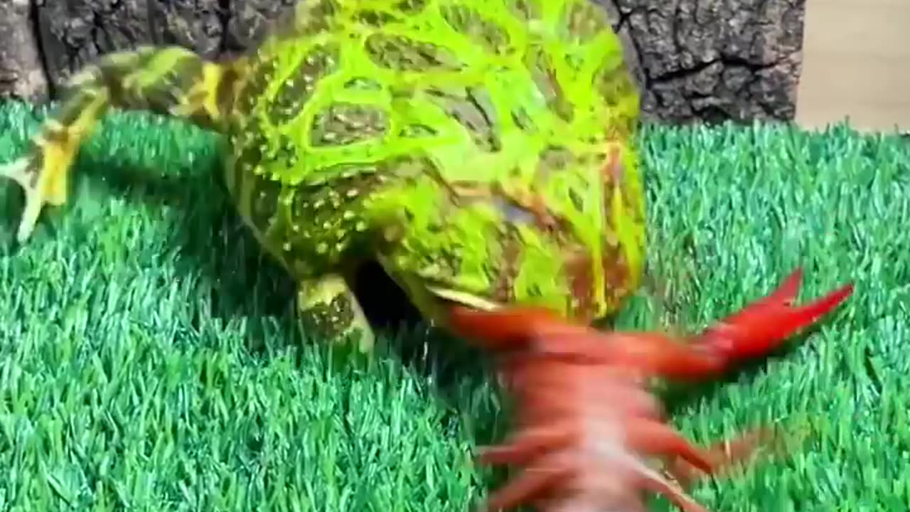 Animal moments to watch