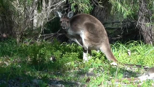 Kangaroo kills man in first fatal attack for 86 years