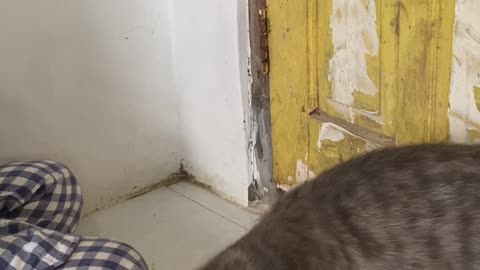 Kitten Gets Stuck Under Door